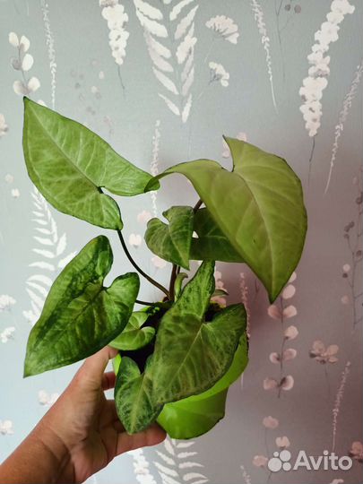 Сингониумы взрослые и монстера