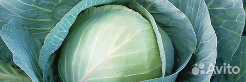 Семена Капусты 