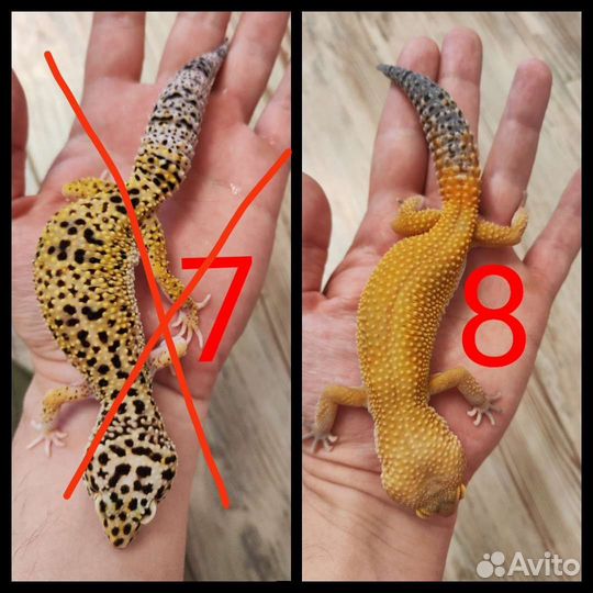 Эублефары взрослые