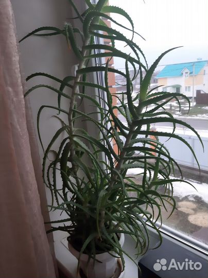 Алоэ лечебный