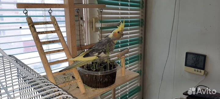 Попугай корелла