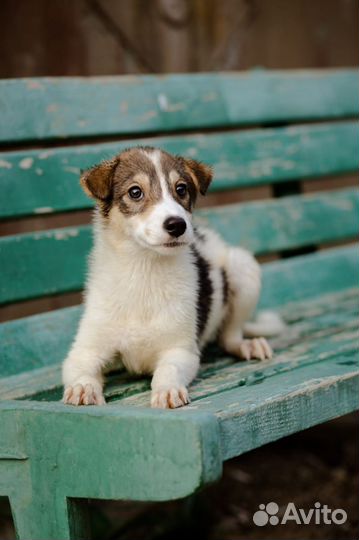 Щенок в дар