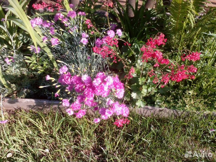 Большой выбор садовых многолетних цветов