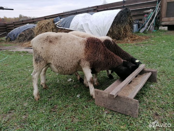 Баран дорпер