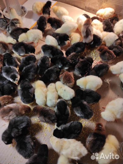 Инкубационное яйцо кур цыплята