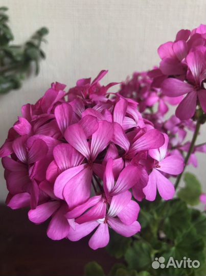 Герань пеларгония розовая