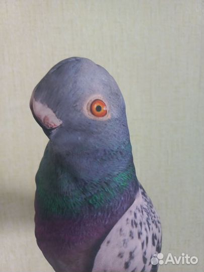 Голубь игрушка