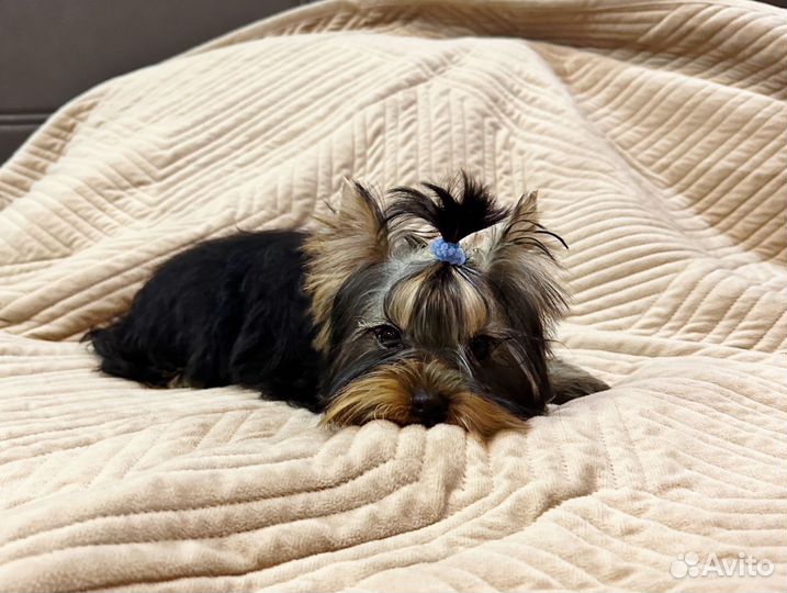 Йоркширский терьер щенки