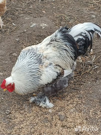 Петух брама