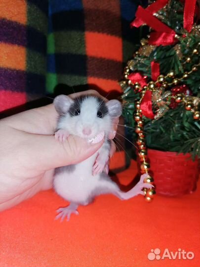 Крыса, крысенок, крысята дамбо, клетки