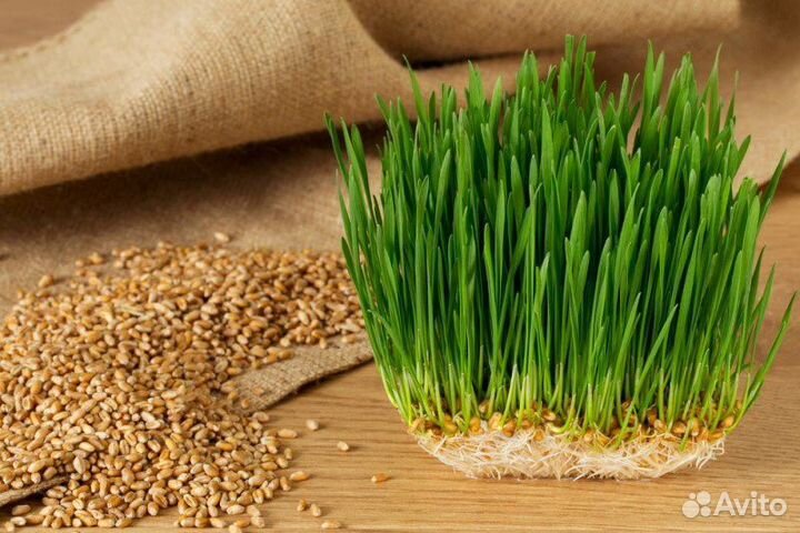 Пшеница, ростки доя животных