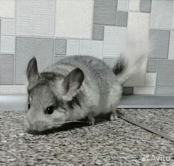 Белый эбони