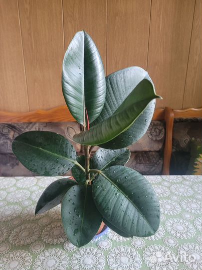 Комнатные цветы