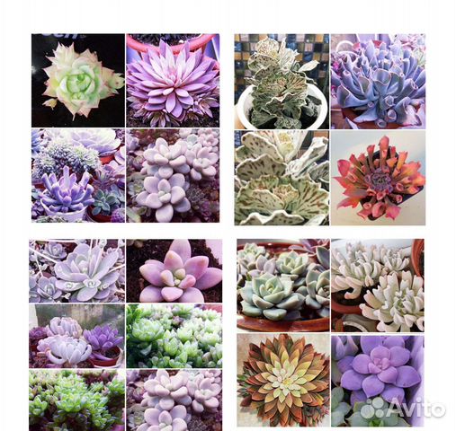 Суккуленты детки в наборе редкие виды