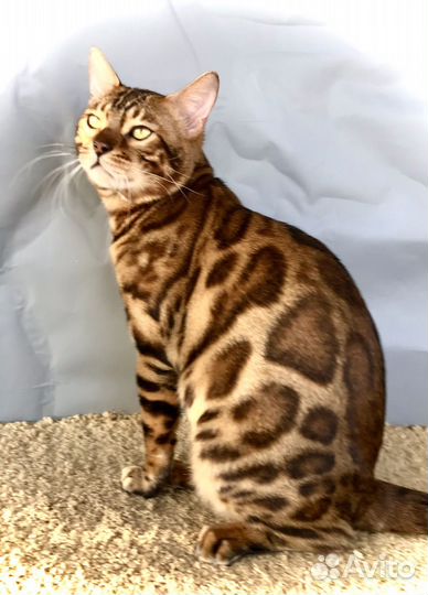 Бенгальские кот и кошка