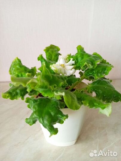 Фиалка пт-звезда балета, бело-зеленая махровая