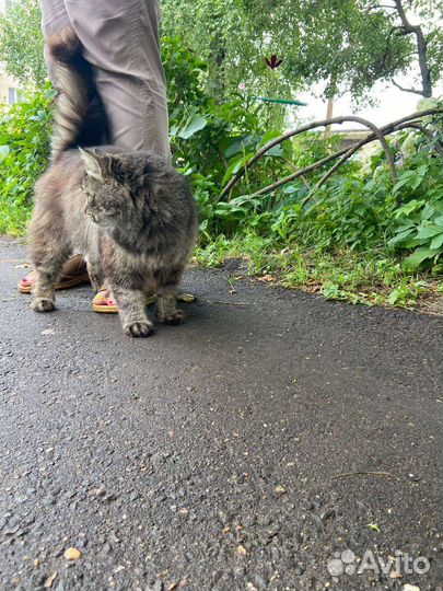 Кот молодой 3-4 года