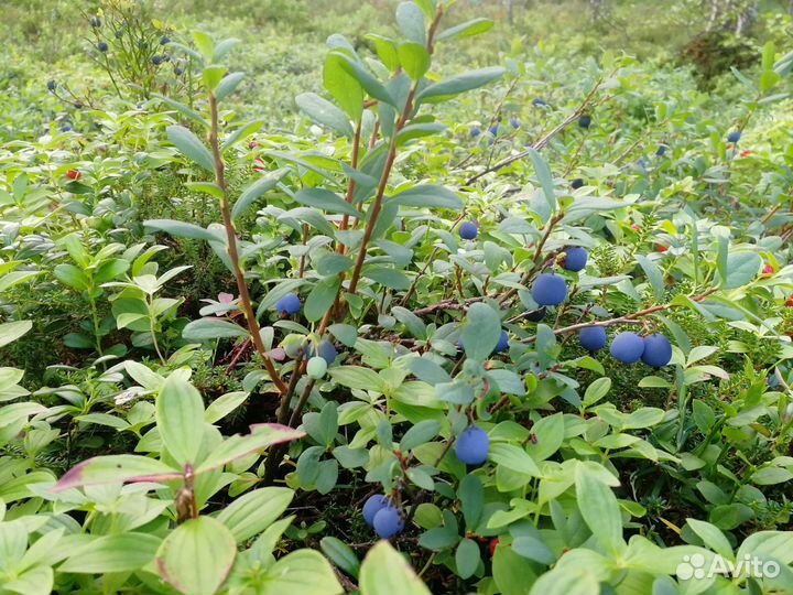 Голубика, черника, грибы, морошка