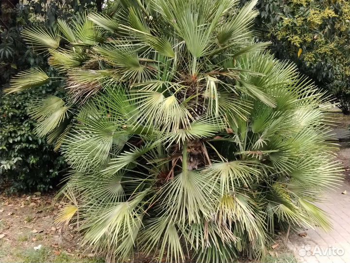 Семена пальмы вашингтония