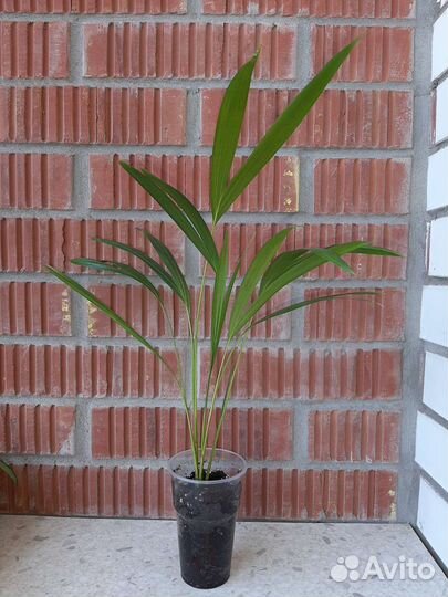 Комнатные растения цветы