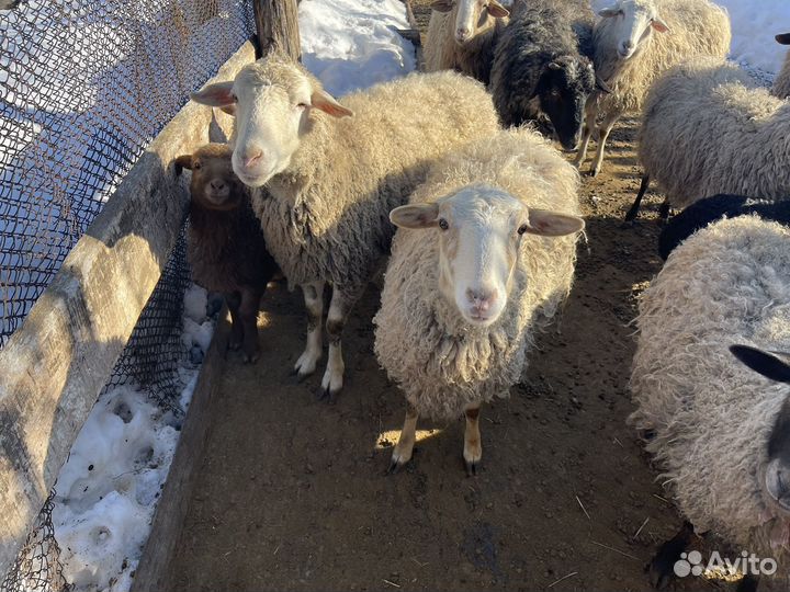Овцы бараны