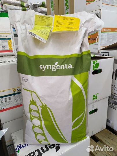 Горох Преладо 100000 семян