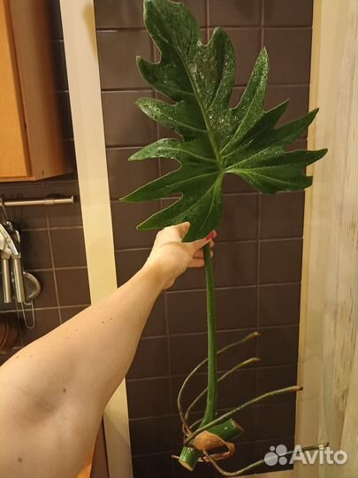 Филодендрон лучистый