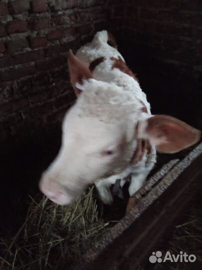 Телята бычки