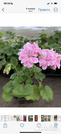 Пеларгония