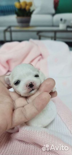 Мальтезе девочка стандарт, мальтийская болонка