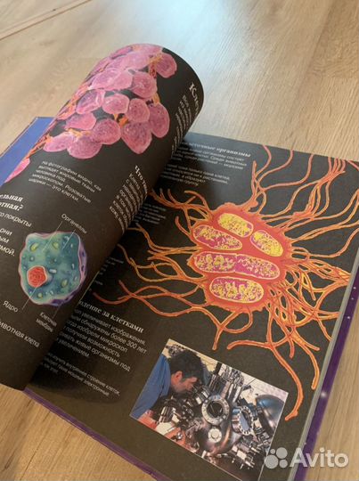 Энциклопедия