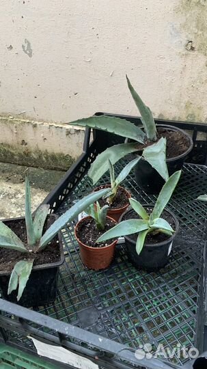 Агава голубая