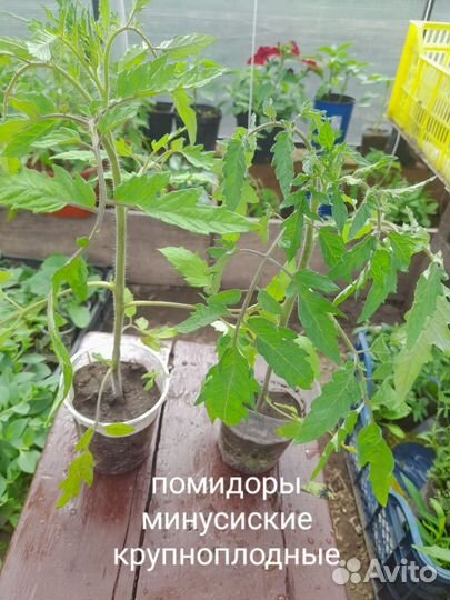 Рассада помидор