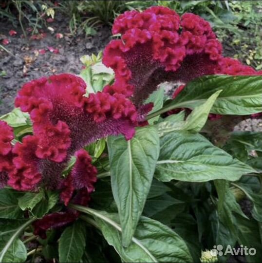 Рассада цветов