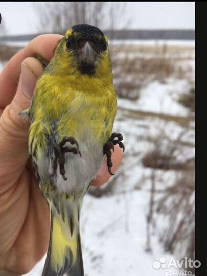 Певчие птицы