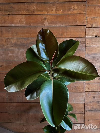 Фикус Эластика Робуста