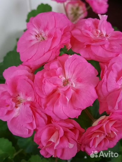 Пеларгонии сортовые