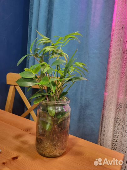 Хамедория,фикус и другие