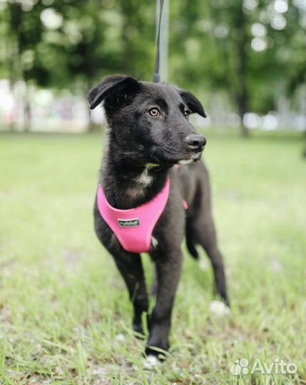 Щенок в добрые руки Коди