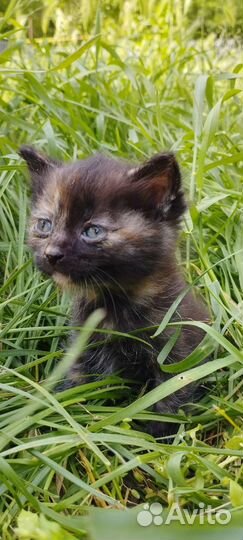 Кошечка в добрые руки