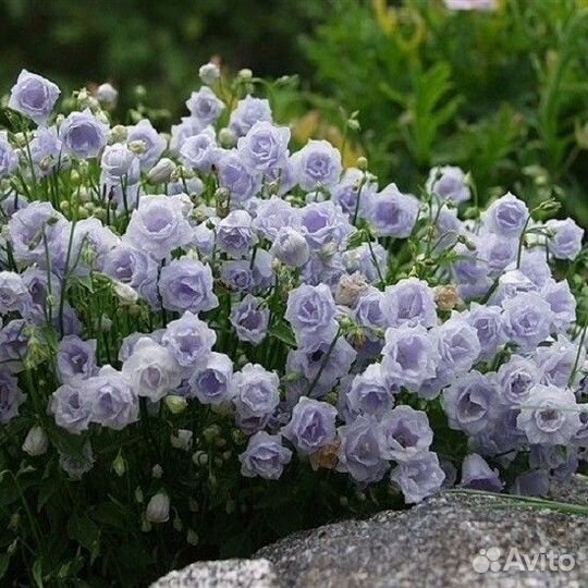Многолетники