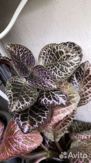 Эписция, разные сорта