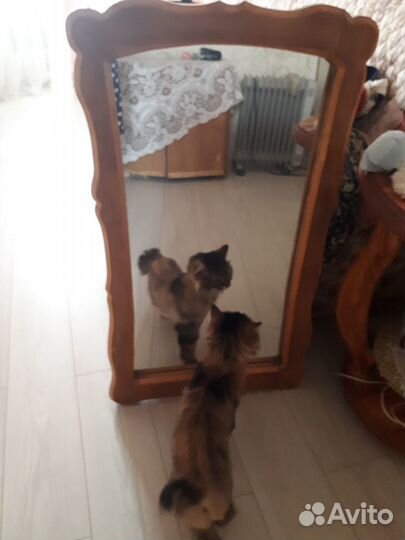 Зеркало размер 53на 100см