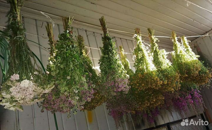 Травы для бани Запарки для бани