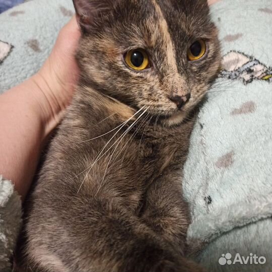 Кошка в дар бесплатно