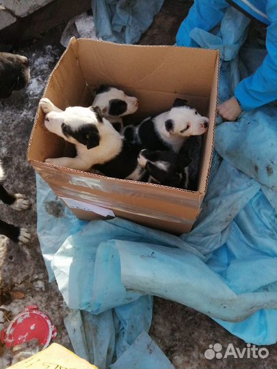 Щеночки малышки