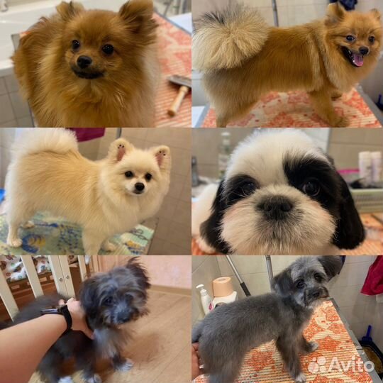 Грумер стрижка собак