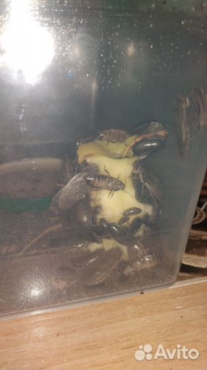 Кормовой таракан