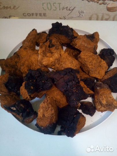 Березовый гриб чага