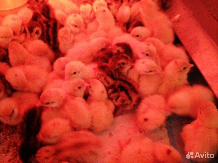 Перепелята